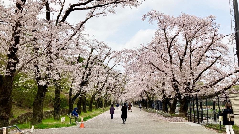 八王子の桜の名所に 冒険の広場が 春の富士森公園に親子でgo やっぱり八王子