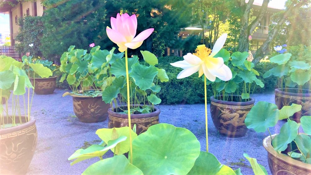 八王子市上野町の 金剛院 で出会った 凛と咲く蓮の花 やっぱり八王子